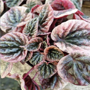 Peperomia Caperata 'Abricos'